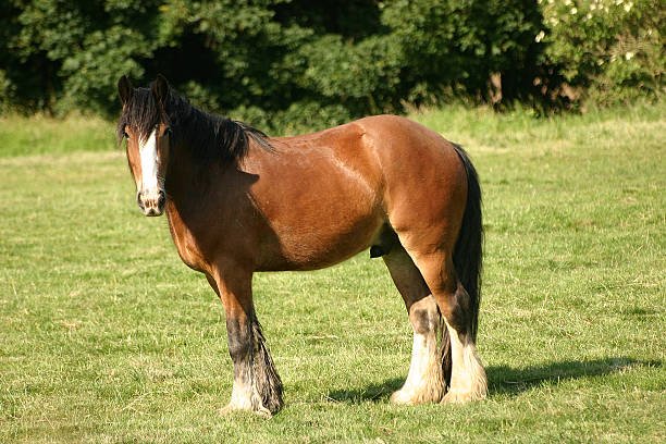 Cob Horse: Everything You Need To Know